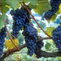 Cascina Piano Estate